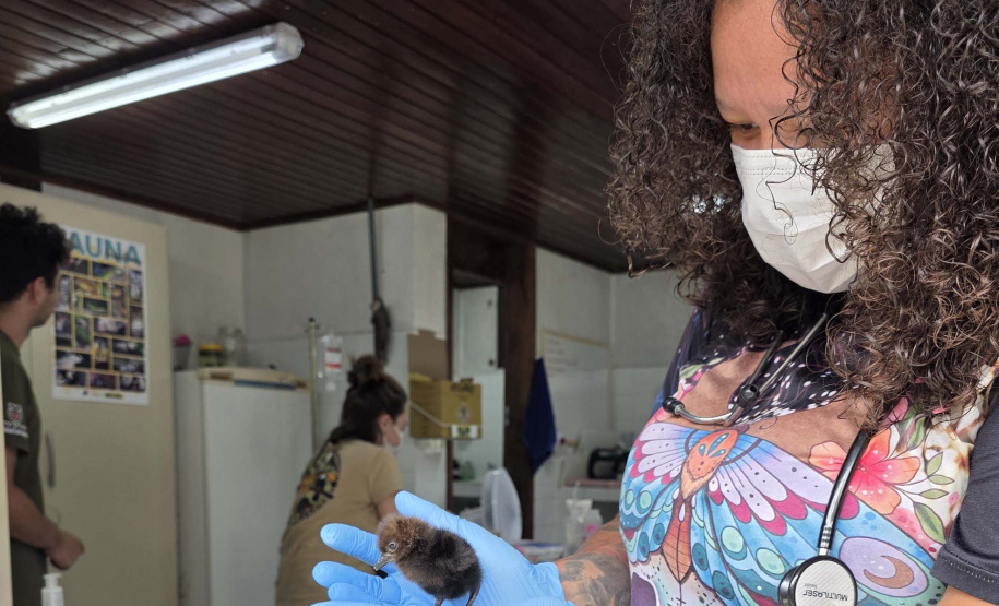 Rede de apoio: atendimento à fauna silvestre aumenta 61,3% em um ano no Paraná