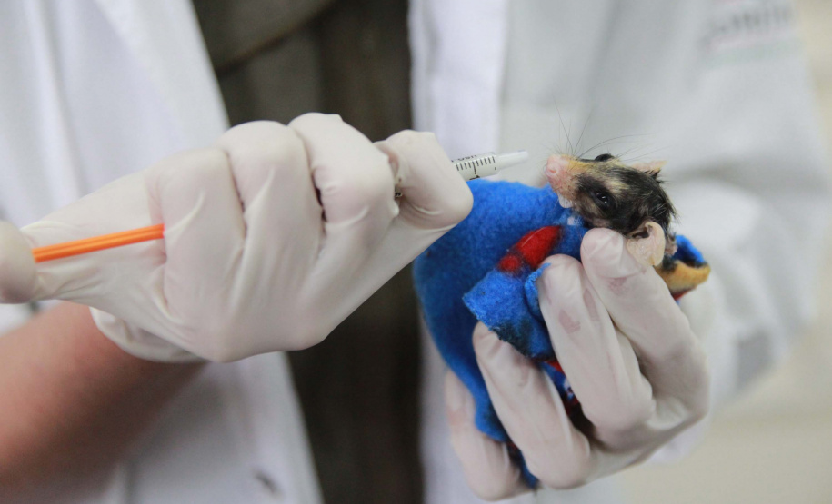 Rede de apoio: atendimento à fauna silvestre aumenta 61,3% em um ano no Paraná