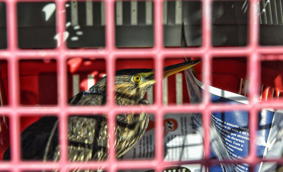 Rede de apoio: atendimento à fauna silvestre aumenta 61,3% em um ano no Paraná