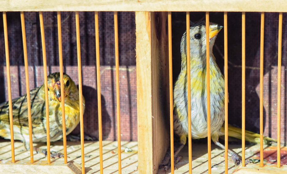 Rede de apoio: atendimento à fauna silvestre aumenta 61,3% em um ano no Paraná