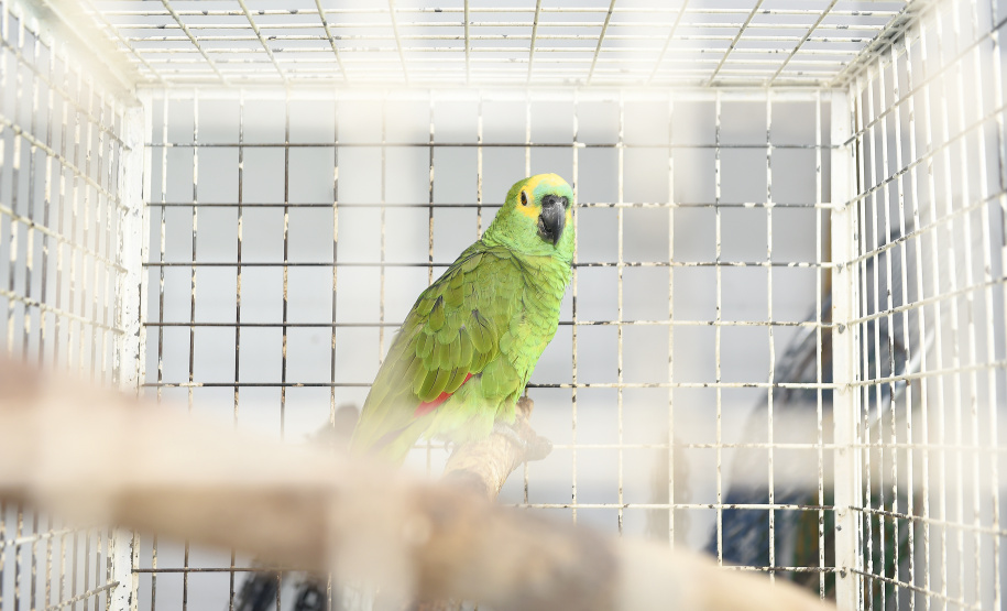 IAT reforça parceria com a Unicentro para atendimento à fauna silvestre