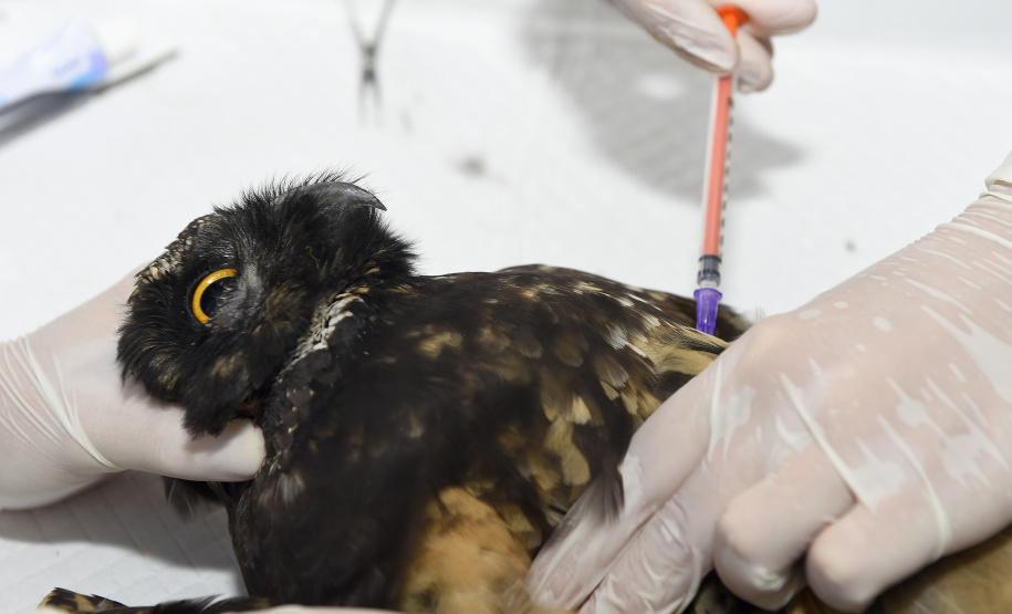 IAT reforça parceria com a Unicentro para atendimento à fauna silvestre