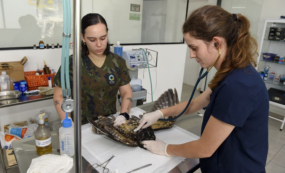 IAT reforça parceria com a Unicentro para atendimento à fauna silvestre