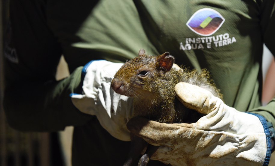 IAT resgata 29 cutias e 9 pacas de criadouro irregular em Cantagalo, no Centro-Sul