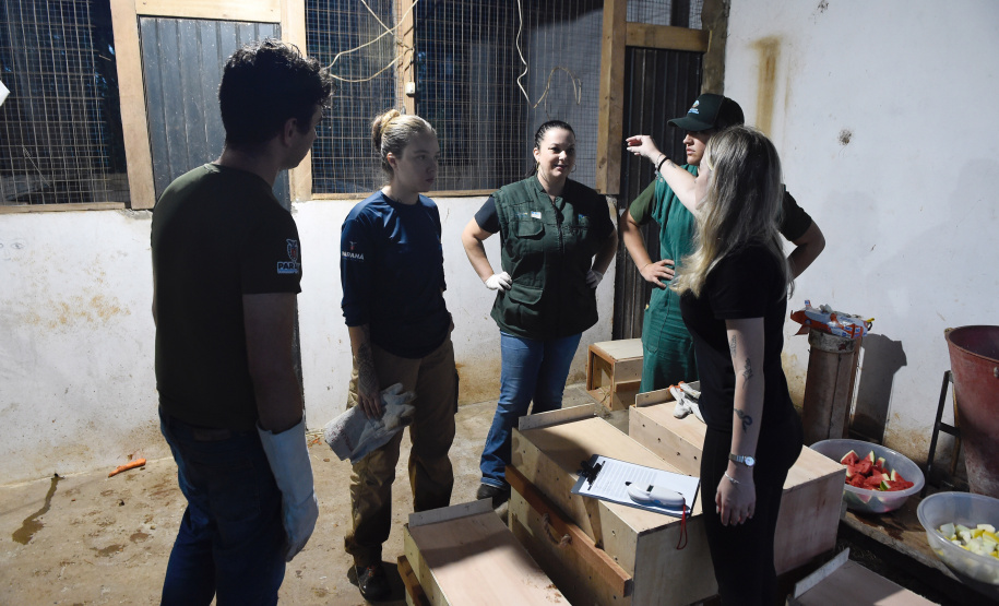 IAT resgata 29 cutias e 9 pacas de criadouro irregular em Cantagalo, no Centro-Sul