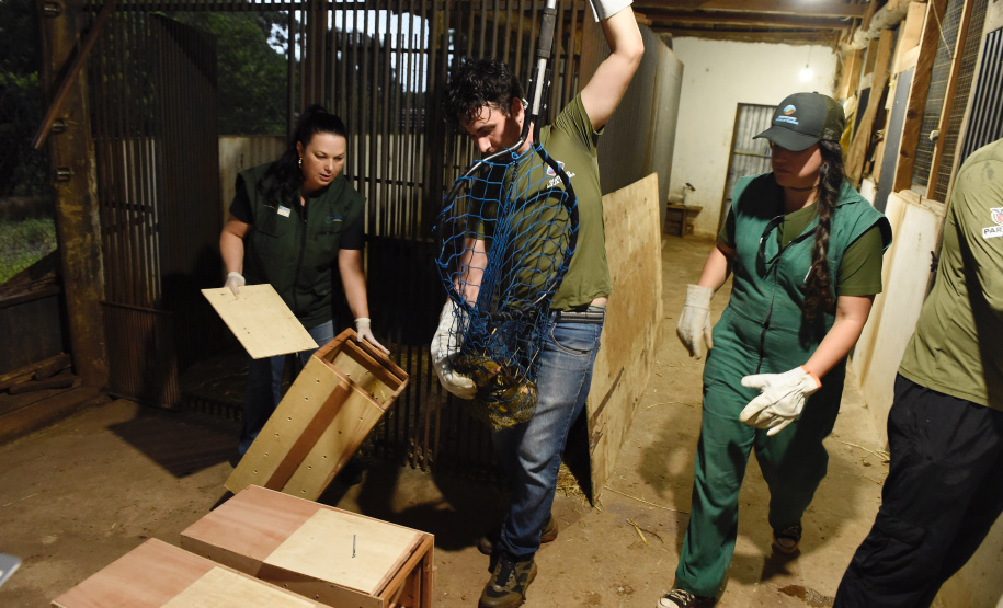 IAT resgata 29 cutias e 9 pacas de criadouro irregular em Cantagalo, no Centro-Sul