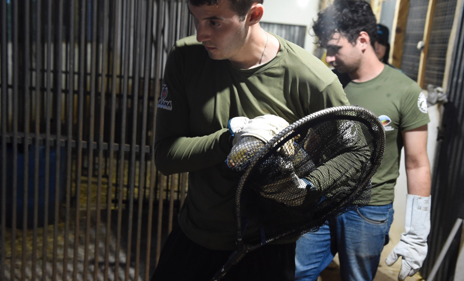 IAT resgata 29 cutias e 9 pacas de criadouro irregular em Cantagalo, no Centro-Sul