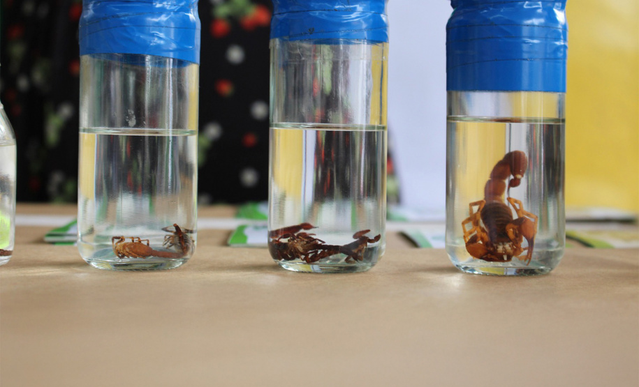 Fazendinha da ExpoLondrina apresenta projetos com leite e cuidados com animais