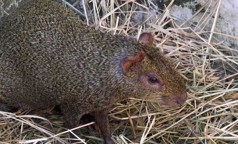IAT resgata 29 cutias e 9 pacas de criadouro irregular em Cantagalo, no Centro-Sul