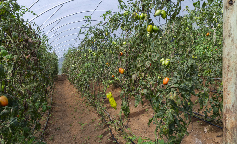 Liderança nacional do Paraná na produção de orgânicos tem certificação do Tecpar