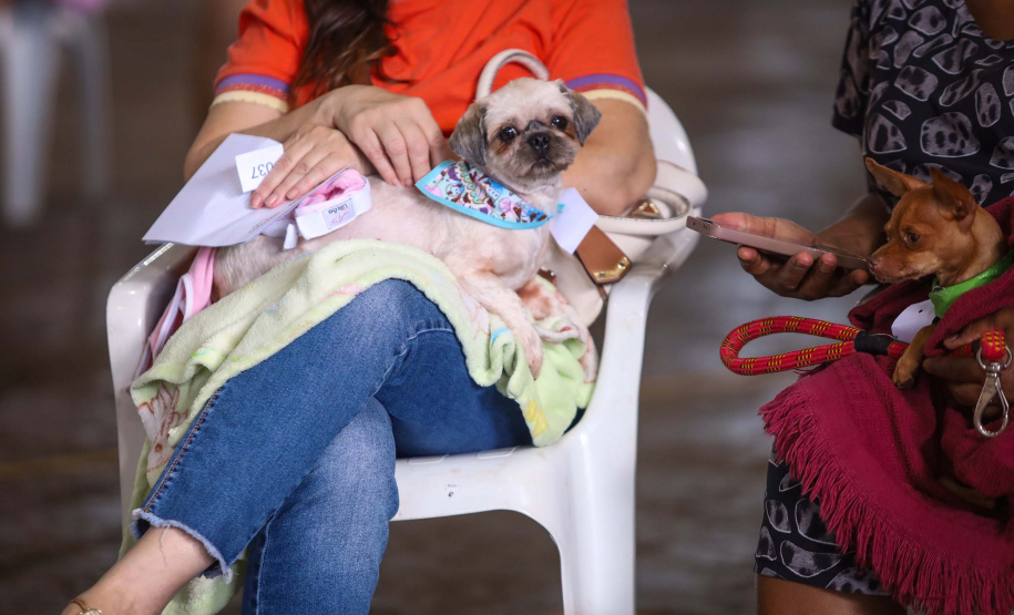 Para ampliar políticas públicas, Estado cria Superintendência-Geral de Proteção Animal
