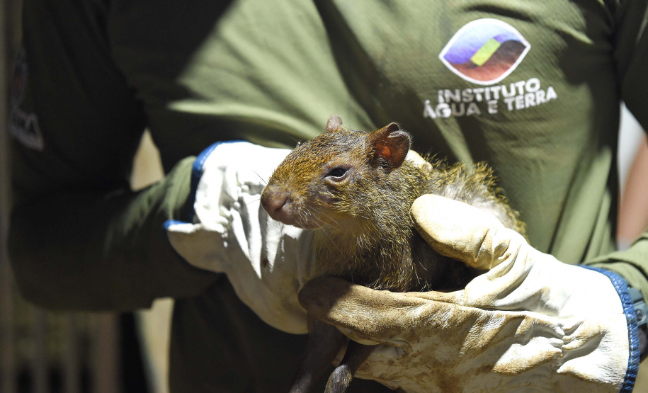 Para ampliar políticas públicas, Estado cria Superintendência-Geral de Proteção Animal