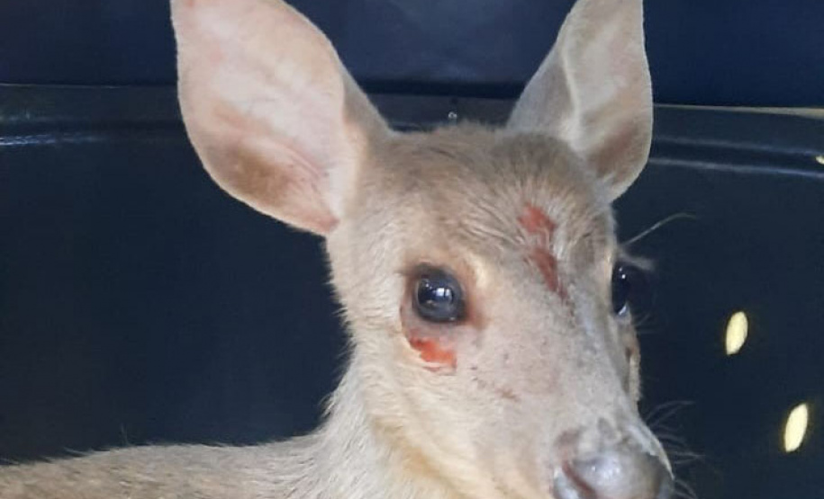 Veado-catingueira encontrado ferido em Irati é solto pelo IAT após tratamento