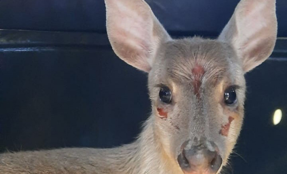 Veado-catingueira encontrado ferido em Irati é solto pelo IAT após tratamento
