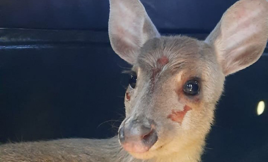 Veado-catingueira encontrado ferido em Irati é solto pelo IAT após tratamento