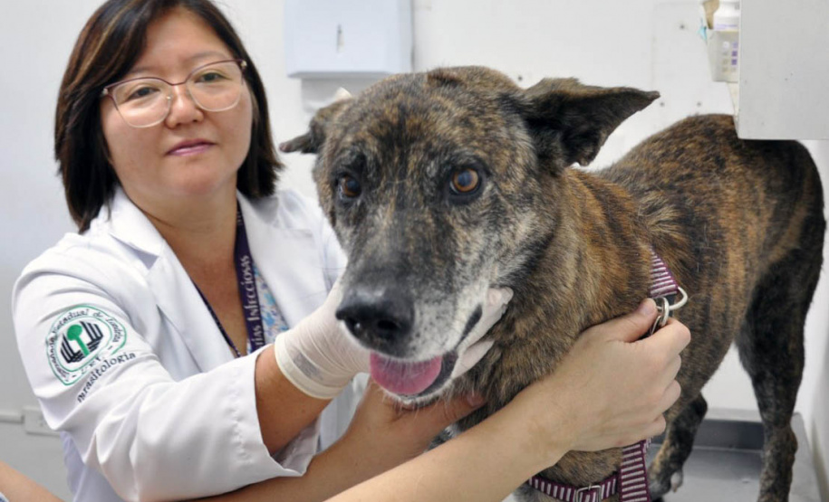 Universidades estaduais oferecem assistência a animais de pequeno e grande porte