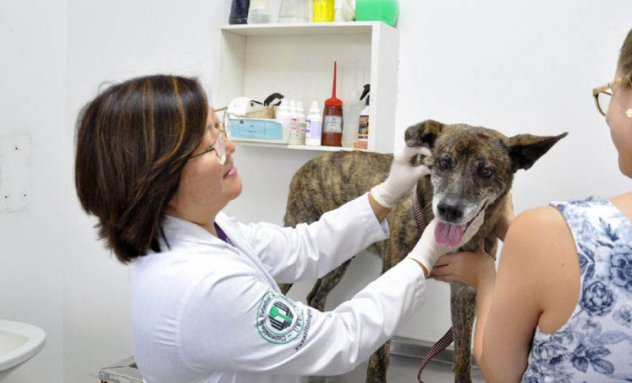 Universidades estaduais oferecem assistência a animais de pequeno e grande porte