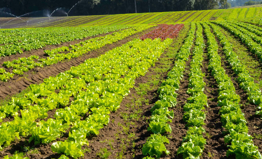 Universidades estaduais auxiliam agricultores familiares na certificação orgânica