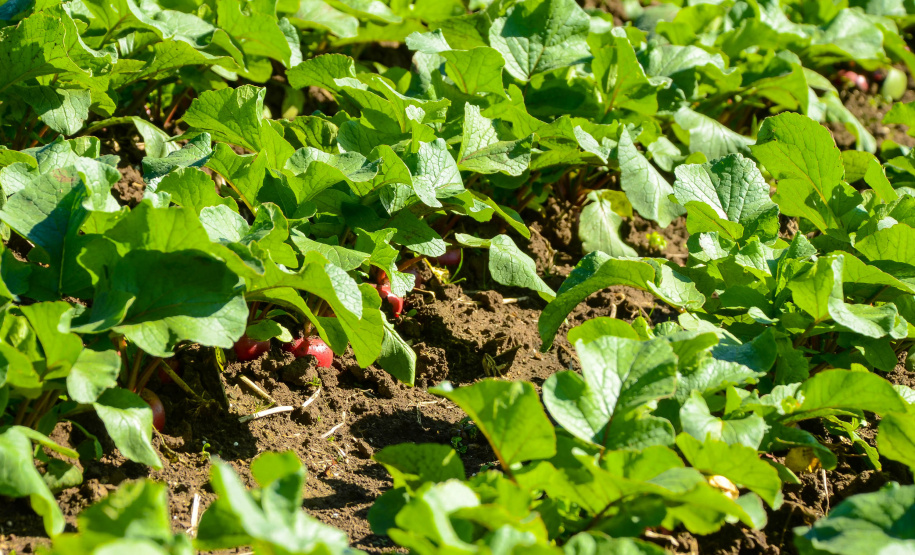 Universidades estaduais auxiliam agricultores familiares na certificação orgânica