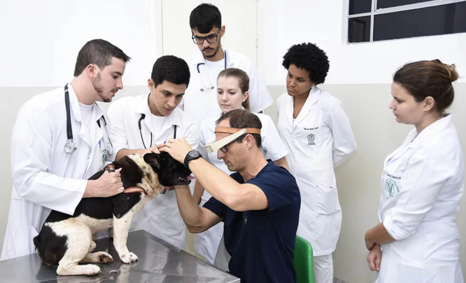 Universidades estaduais oferecem assistência a animais de pequeno e grande porte