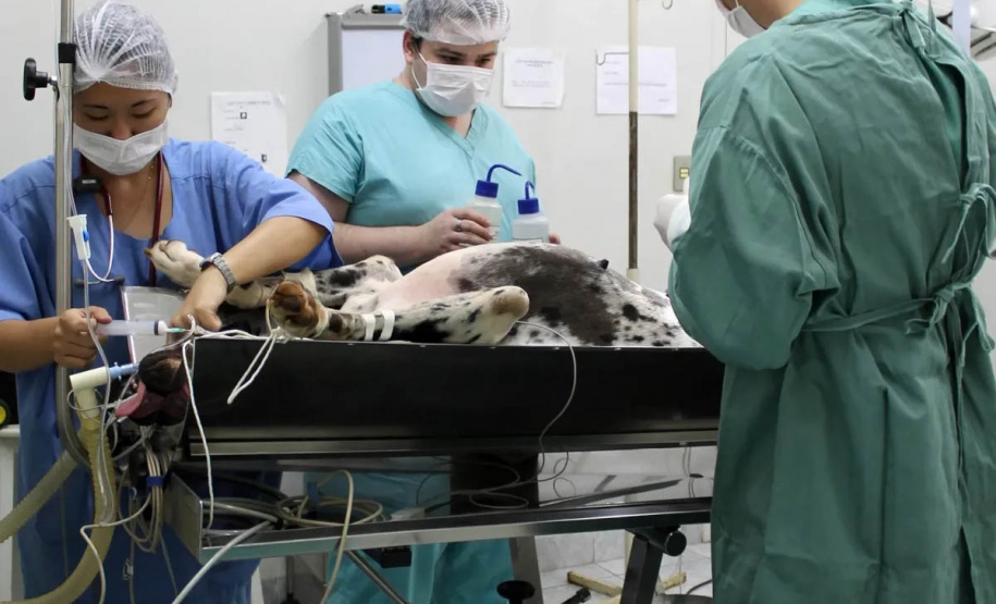Universidades estaduais oferecem assistência a animais de pequeno e grande porte