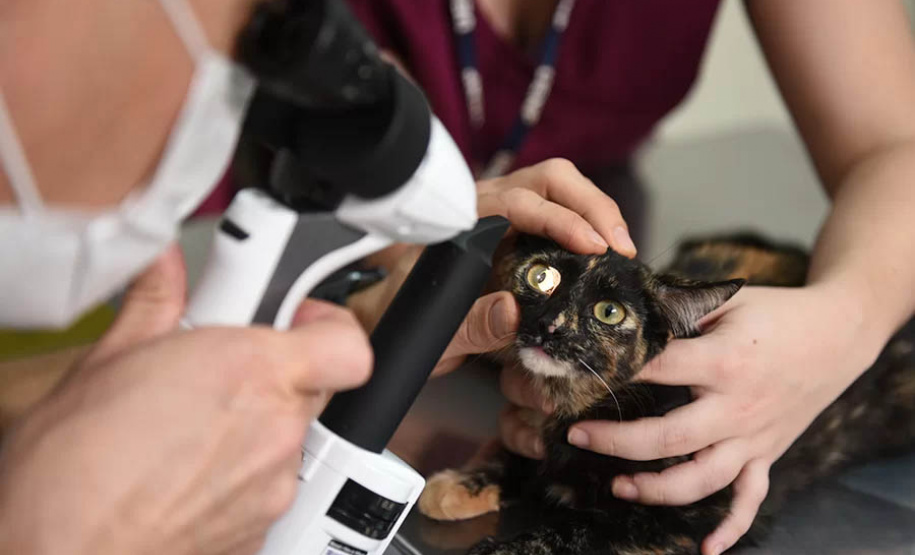 Universidades estaduais oferecem assistência a animais de pequeno e grande porte