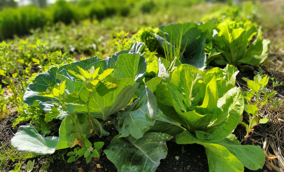 IAT vai investir R$ 39,1 milhões em 13 projetos de agroecologia no Paraná