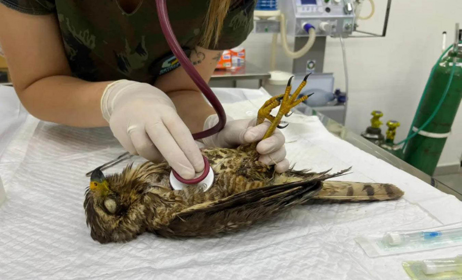 Universidades estaduais oferecem assistência a animais de pequeno e grande porte