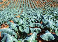 Paraná comemora Dia da Agroecologia como líder nacional em alimentos orgânicos