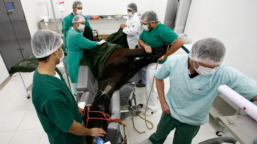 Hospital Veterinário da UEM completa 21 anos com mais de 60 mil procedimentos realizados