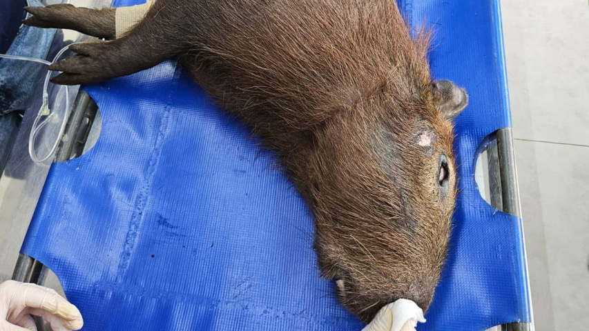 IAT devolve à natureza capivara que foi atropelada no Sudoeste do Paraná